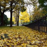 疯狂的金黄色，错过要等一年