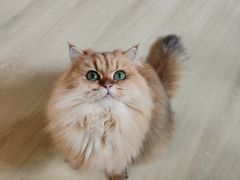 -豆逗聊愈猫阁Easy Life
