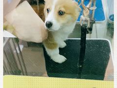 -乐琪宠物(青塔西路店)