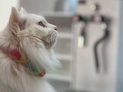 -有猫主题·治愈系猫咖(曾厝垵店)