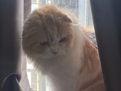 -喵园·猫主题咖啡厅·撸猫·猫咖(国贸店)