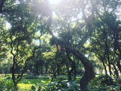 -黄埔荔枝公园