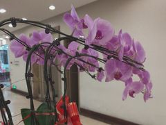 -顺峰·粤菜海鲜·早茶自助(阜成店)