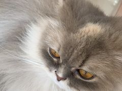 -平行世界·猫咖(首经贸店)
