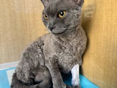 -北京观赏动物医院·24小时大型综合·猫专科·异宠专科