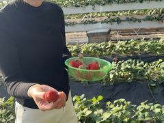 -北京张裕爱斐堡酒庄