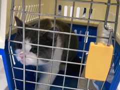 -关爱宠物医院·猫科中心·消化科(滨湖万达分院)