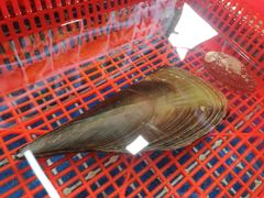 -西涌国际滨海旅游区