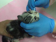 -北京观赏动物医院·24小时大型综合·猫专科·异宠专科