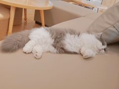 点点-猫腻·猫咖·撸猫馆(星光大道店)