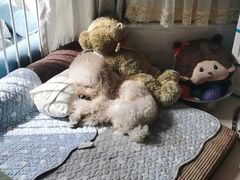 -波姐宠物家庭寄养