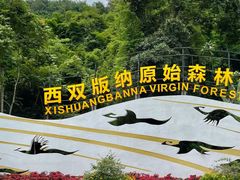 -西双版纳原始森林公园