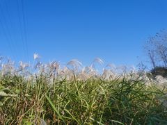 -佛手湖郊野公园
