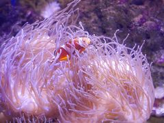 -悉尼海洋生物水族馆