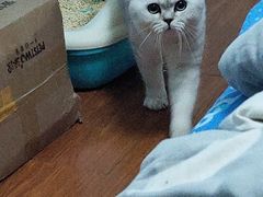 -奈斯宠物医院·核磁CT·异宠专科·内镜(中南店)
