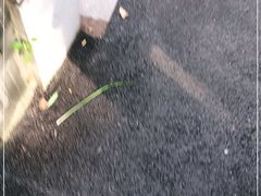 -上海孙中山故居纪念馆