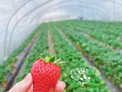 -喜杨洋草莓采摘园
