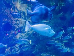 -烟台海昌鲸鲨海洋公园