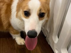 -柯斗斗主题餐厅·狗咖·围炉煮茶·茶饮(国瑞升平里店)