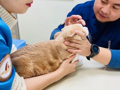 -奈斯宠物医院·核磁CT·异宠专科·内镜(中南店)