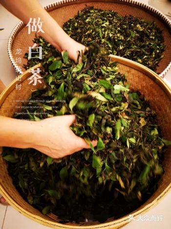 来龙坞茶村学茶️新工艺让龙井原叶变身白茶