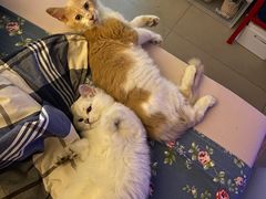 -猫大福·Fortune Cat猫舍(百子湾店)
