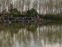 -合肥滨湖国家森林公园