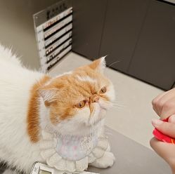 -蚂蚁造型俱乐部