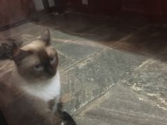 -猫咪博物馆(顶澳仔猫街店)