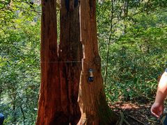 -天目山大树王景区