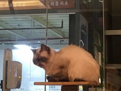 -more than meow吴止猫主题餐厅(承德 中船汇店)