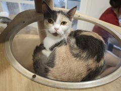 -楼上猫咖(罗湖店)