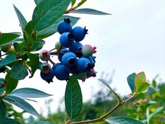 -金谷域澳洲庄园