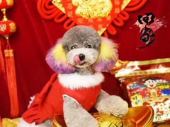 -读宠于你·约克夏比熊·睫角守宫·爬宠售卖(高新店)