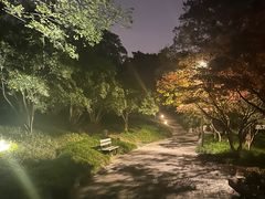 -青枫公园