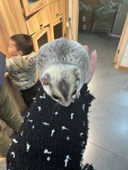 -Moni星球萌宠·小马宝莉·灵蛇·高端高阶全萌宠互动体验俱乐部(红豆国际广场店)