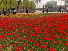 -石家庄市植物园