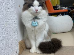 -猫在这儿猫咪咖啡馆·撸猫馆