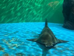 -上海海洋水族馆