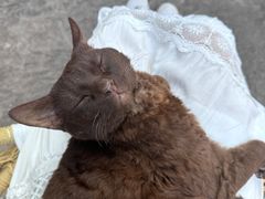 -喵屿·大理花园猫咖