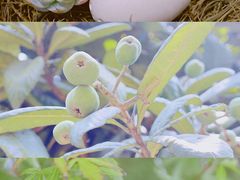 -杭州植物园