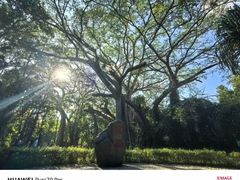 -瑞丽独树成林风景区