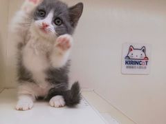-十年猫舍·猫咪专门店(普陀店)