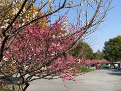 -上海海湾国家森林公园