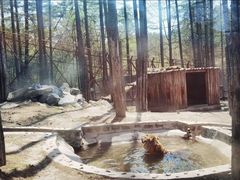 -横道河子东北虎林园