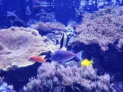 -西雅图水族馆