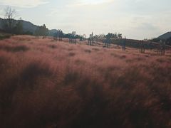 -金孔雀温泉旅游度假村