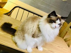 -豆逗聊愈猫阁Easy Life