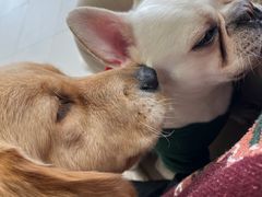 -怪兽屋·羊驼·猫咖·狗咖(俊华广场店)