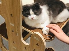 -飞行喵MR PILOT|猫舍·猫咖(静安大融城店)